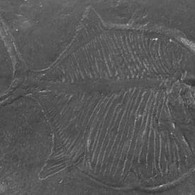 Fossilized-prehistoric-fish-accent-concrete-stamp