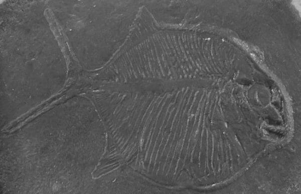 Fossilized-prehistoric-fish-accent-concrete-stamp