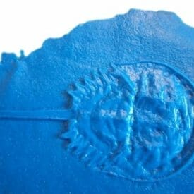Fossilized-prehistoric-crustacean-crab-accent-concrete-stamp