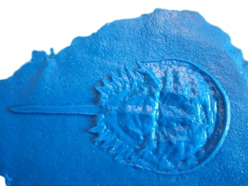 Fossilized-prehistoric-crustacean-crab-accent-concrete-stamp