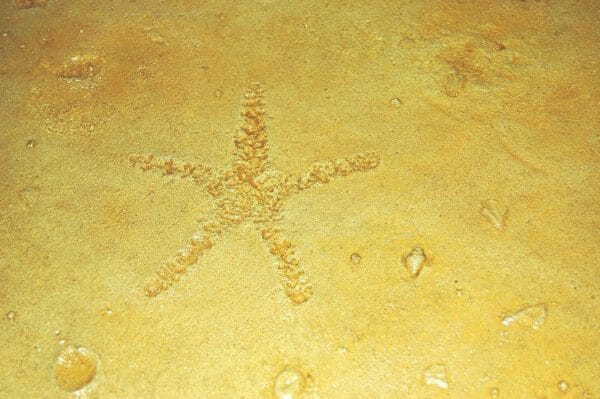Seascape Ocean Floor | Single (2' x 2') Seamless Skin Concrete Stamp - Image 3