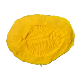 32-269 FOSSIL FISH